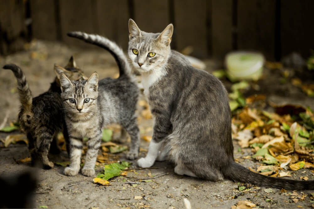 Desmame de Gatos: Com qual idade deixam de amamentar?