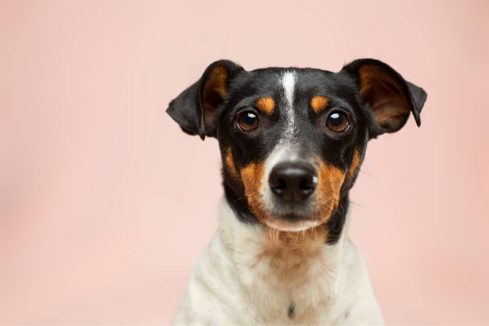 Quero adotar um cachorro de porte pequeno: onde adotar? | Blog Dog Life