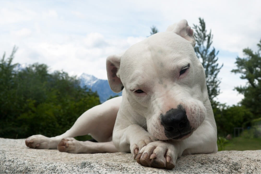 300 Nomes de raças de cachorro - Lista COMPLETA de A a Z