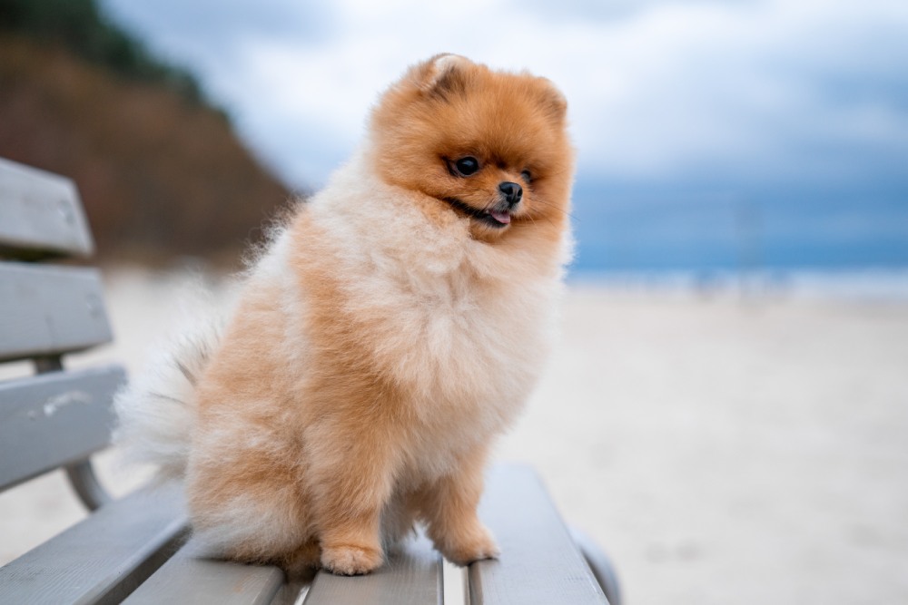 Cachorro Lulu da Pomerânia ou Spitz Alemão: o guia completo sobre a raça