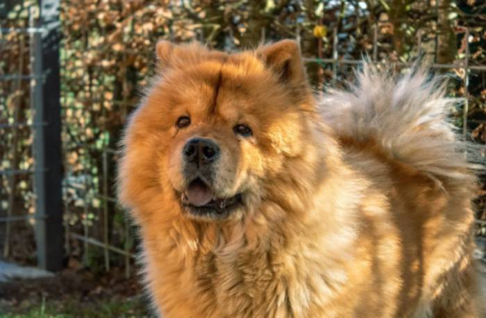 Cachorro Chow Chow Como Cuidar Dessa Raca Fantastica