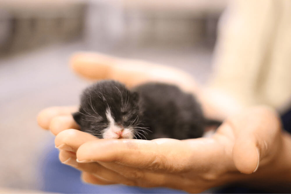 Quanto tempo uma gatinha fica grávida? Entenda mais sobre a gestação das gatas.